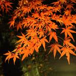 【2019紅葉 特別拝観】境内に和傘が初登場♪美しさや良縁のご利益があるかも･･･？吉祥天が宿る紅葉を愛でる　東福寺塔頭「勝林寺」