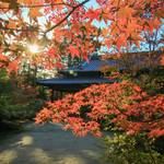 【2019紅葉】趣深い二つの庭園が魅力。一部見ごろ間近、東庭の紅葉は優美そのもの「南禅寺塔頭　天授庵」【南禅寺】