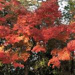 美しい紅葉が見頃☆錦秋の絶景を満喫できる「嵐山・高雄パークウエイ」