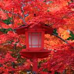 早秋に見頃を迎え真紅の紅葉に癒される「鍬山神社（くわやまじんじゃ）」【亀岡市】