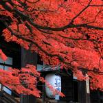 【2019紅葉巡り】岡崎エリアの名所、真如堂・金戒光明寺