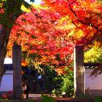 京都秋の特別公開【浄住寺】～洛西の黄檗建築と紅葉の参道～ 