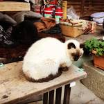 【京都神社めぐり】別名『猫神社』でモフモフ参拝☆お酒の神様を祀る日本三大酒神神社「梅宮大社」