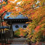 【京都紅葉】長岡京の紅葉名所「光明寺」【長岡京市】