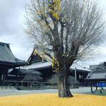 【京都紅葉】見事な銀杏の黄金じゅうたん！境内を望むお寺カフェもあり「佛光寺」