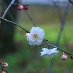 【北野天満宮】早咲きの梅が咲きだしました【京都花めぐり】