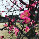 【季節の花めぐり】市民憩いの場『京都御苑』の梅林も開花チラホラ！黄色いロウバイの鮮烈な香り漂う☆