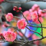 【京都花めぐり】紅梅が咲き始め、春の足音が聞こえてきました。『智積院』【東山七条】