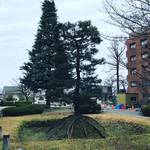 【京都史跡めぐり】名門・京都大学キャンパスにある巨大クリスマスツリー!?古代有力者の葬礼地「火葬塚」