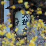 【京都花めぐり】冬に咲く花　蝋梅（ろうばい）が楽しめる東山二条「大蓮寺」