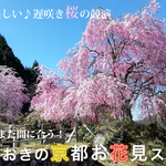まだまだ間に合う！京都「遅咲き桜」のお花見スポット（大原・高雄・京北）【まとめ】