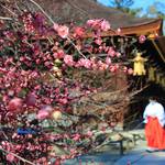 【北野天満宮】梅苑が公開♪早咲きの梅が見頃です【京都花めぐり】