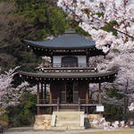 とっておきの京都の桜【山科ver】明智光秀終焉の地・山科で桜を愛でる