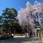 立派なしだれ桜と京都市内最古の本堂は必見！京都西陣の古刹「大報恩寺（千本釈迦堂）」