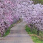 とっておきの京都の桜【京北ver】穴場スポットでゆったりお花見できる京北