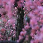 【見頃です】春の訪れを告げる満開のしだれ梅♪『城南宮』【京都花めぐり】