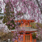 とっておきの京都の桜【西京ver】歌人の愛した桜に会いに