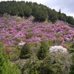 とっておきの京都の桜【高雄ver】自然あふれる山里で春を楽しむ
