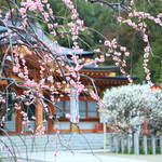 【京都花めぐり】数々の種類の梅が楽しる穴場スポット「長岡天満宮」