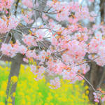 【見頃です】例年より早期に開花、満開の淀水路河津桜【京都花めぐり】