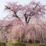 2020年、京都の桜開花予想は3月20日！ 絶景桜の名所シリーズ 「祇園・東山・岡崎」