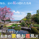 京都駅や嵐山からスグ近くの「桜の隠れた名所」でゆったりお花見（西京・山科・伏見）