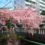 【見頃】伝説の橋を見事に彩る『一条戻橋の桜』【京都花めぐり】