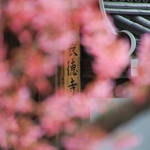 早春に咲く小さい花の可愛い桜「長徳寺おかめ桜」【京都花めぐり】