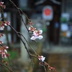 【桜の京都2020】桜の季節到来♪春の使者、魁桜が咲きはじめました！『平野神社』