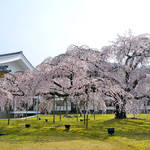 【桜速報】京都の桜の名所、開花予想まとめ！今年は撮影のチャンス【2020年】