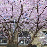 【桜の京都】早咲き桜の「春めき桜」が見頃です♪ 四条烏丸近くの旧成徳中学校校舎
