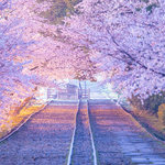世界に誇る美しさ『桜が溢れる京都』 SNS写真家が切り撮った幻のような春の京都