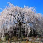  【桜の京都2020】本満寺・上品蓮台寺の見事なしだれ桜【京都花めぐり】