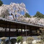 【京都の名桜】歌人 在原業平ゆかりの西京区「十輪寺」のなりひら桜