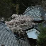 【桜の京都】名木なりひら桜が見事に咲き誇る「十輪寺」【京都花めぐり】