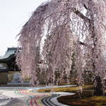 ねねの愛があふれる「高台寺」白砂と桜の共演はライトアップも必見！