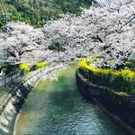 【2020京都桜情報】まさに春の絶景展開中！桜と菜の花のコラボ☆洛東エリア「山科疏水」