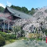 【2020京都桜情報】今週末狙い目！JR東海『そうだ京都、行こう。』でも有名に☆「毘沙門堂」