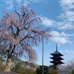 桜が最盛期！世界遺産「東寺」平安時代より受け継がれる壮大な美しさ