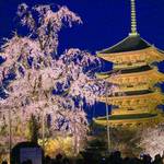 不二桜が咲き誇る「東寺夜桜ライトアップ」が会期短縮になりました【京都花めぐり】