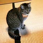 【京都カフェめぐり】ネコカオスのお寺?!世界中のネコ好き注目店☆十猫十色のギャラリーも「猫猫寺（にゃんにゃんじ）」