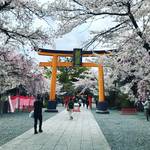 【2020京都桜情報】『桜の神社』として名高い屈指の名所！茶店・露店は中止「平野神社」
