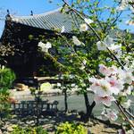 【2020京都桜情報】“桜寺”と称される伏見の隠れた名所！薄墨色の『墨染桜』必見「墨染寺（ぼくせんじ）」