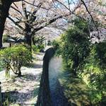 【2020京都桜風景】そろそろシーズン終盤！ピンク色の桜吹雪も舞う「哲学の道」