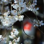 【桜の京都2020】数々の桜が楽しめる「平野神社 桜のライトアップ」は会期短縮に