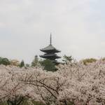 【桜の京都2020】古来より愛される遅咲き桜の名所「仁和寺」【京都花めぐり】
