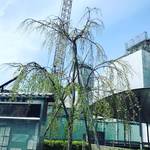 【2020京都桜風景】京都桜の代表格・円山公園の銘木『祇園枝垂桜』の孫桜「京都市役所」