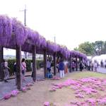 【京都イベント】「鳥羽の藤」「蹴上のつつじ」一般公開が中止に！新型コロナの影響で