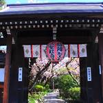 【桜の京都】遅咲き桜の楽園「雨宝院」【京都花めぐり】