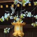 【京都花めぐり】日本唯一の新品種！梅の名所に咲く桜「北野桜」【北野天満宮】